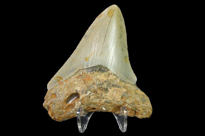 Fossil Megalodon Tooth - North Carolina #130043